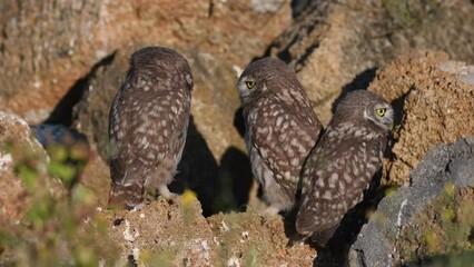 Wall Mural - Three Little owl in natural habitat Athene noctua. Close up.