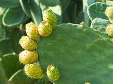 Green Background Of Prickly Pear Cactus With Green Fruits. Green Opuntia Cactus (ficus Indica, Indian Fig Opuntia), Flat Pads Leaves. Green Cactus Leaves With Fruits. Succulent Background	