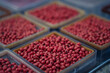 TSI treated soybean seeds in red for planting