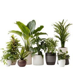 Decorative house plants in pots, no background