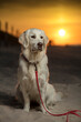 Młody pies, szczeniak rasy Golden Retriever siedzący na piaszczystej plaży o zachodzie słońca. W oddali białego psa, zachodzące słońce. Pies siedzi i patrzy w prawą stronę. 