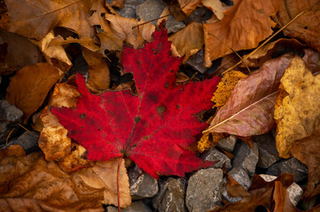 Wall Mural - Bright Red Leaf on Forest Floor in Fall