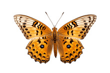 Variegated Fritillary Butterfly Isolated On Transparent Background. Generative Ai.