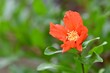 Rozkwitły kwiat krzewu granatowca właściwego (Punica granatum)