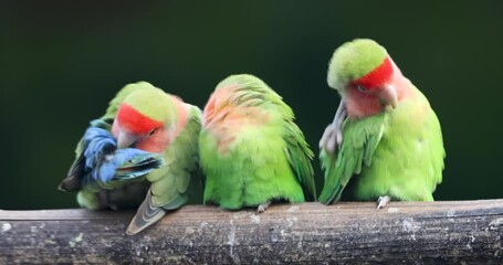 Wall Mural - Colorful Rosy faced love birds on the log against dark background.