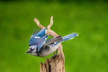 Blue Jay Flying Off A Branch