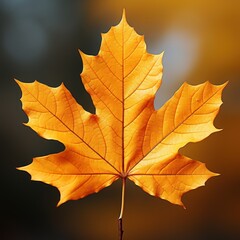 Wall Mural - autumn maple leaf