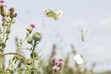 Three Flying Cabbage White Butterflies Over Flowering Thistles