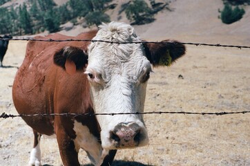 Cow Close Up