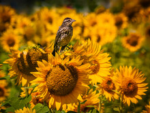  Femase Blackbird Perched On Sunflowers Blooming In The Field