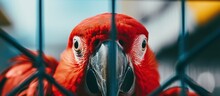 Close-up Photo Of A Captive Parrot In A Red Cage, With The Focus On Its Face, Creating A Strong Visual Impact.