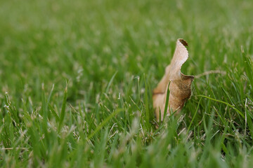 Poster - rabbit in the grass