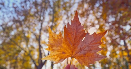 Wall Mural - Autumn leaf in hand and shining sun rays in the autumnal branches of trees in forest 