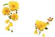 © phenphayom - yellow flowers cosmos local flora of asia arrangement flat lay postcard style