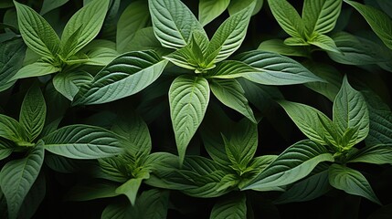 Green Leaves Pattern Background, Natural green leaves background texture.