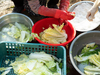 Wall Mural - Making kimchi, Korean cabbage washed in water