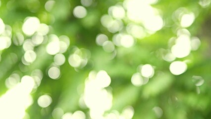 Wall Mural - Nature green bokeh sunshine abstract blurred background