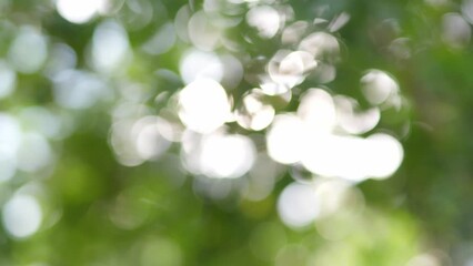 Wall Mural - Nature green bokeh sunshine abstract blurred background