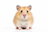 Fototapeta Zwierzęta - Beautiful hamster on a light background. Generative AI