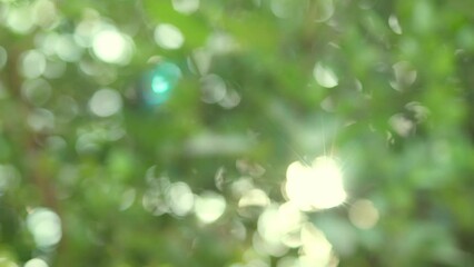 Wall Mural - Nature green bokeh sunshine abstract blurred background