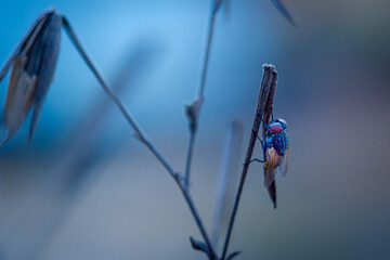 Close-up colorful macro photography featuring a beautiful tiny animal wildlife creature (the fly) outdoors