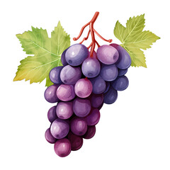 Wall Mural - Grape Fruit on bunch illustration perfect for healthy food theme or other project
