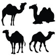 set of camels