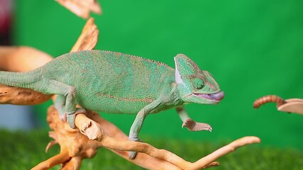 Wall Mural - A chameleon sits on a branch and catches prey, looks in different directions close-up on a green background. Chameleon feeding. Studio photography of animals.