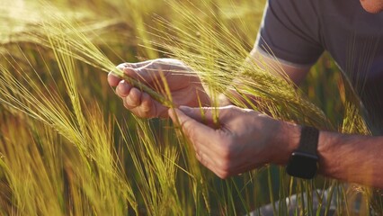 Sticker - Agriculture. farmer hands hold spikelets of yellow ripe wheat in the field. agriculture business concept. close-up of a farmer hands examining sprouts of ears of ripe sunset wheat at in farm an field