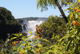 butterfly on a flower, Butterfly sitting on a flower, Iguazu waterfall, Brazil