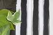 Four leaves in different colors and shapes on a background of black and white vertical stripes.