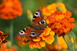 Beautiful butterfly on a colorful Tagetes flower