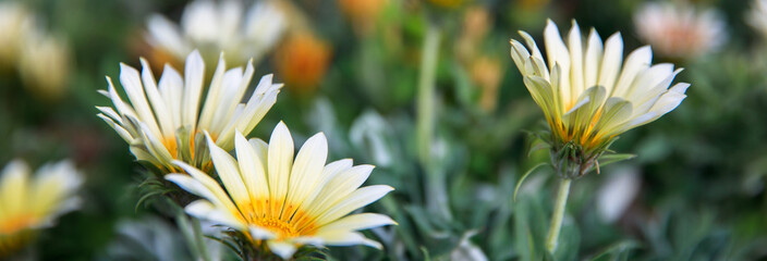 Wall Mural - Sunny yellow chrysanthemums