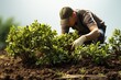 © Chanwit - Agricultural Farmer Tending Crops: A farmer in a sun-drenched field carefully tends to rows of vibrant green crops.Generated with AI