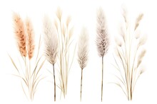 Set Of Dry Grasses Isolated On White Background. Vector Illustration.