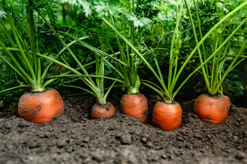 Wall Mural - Ripe carrots growing in soil in garden. Harvest fresh carrots.