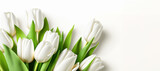 Fototapeta Tulipany - tulip background on a white background