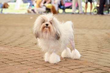 Photos of Louchen dogs. A small Lion dog in a rack