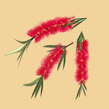 Australian Bottlebrush Flower