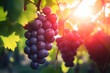 Wine grapes harvest autumn fruit