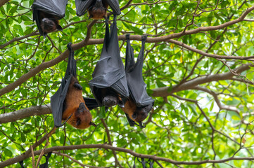 Wall Mural - A bat is hanging upside down on a branch  (Lyle's flying fox)