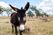 Long Ears On Dark Coloured Donkey In Paddock Close Up