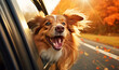 niedlicher Hund lehnt sich durch geöffnetes Fenster aus dem fahrenden Auto im Herbst