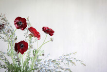 Red Ranunculus Flowers On White Background