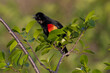 Red Winged Blackbird Calling out
