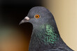 Rock Pigeon Head in Full Detail