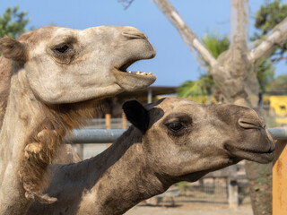 Close-up of two camel heads in profile