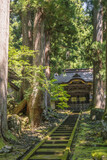 Fototapeta Miasto - 福井 夏の木漏れ日と緑の苔に彩られた永平寺の唐門