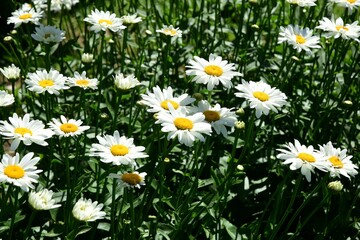 Wall Mural - Flowering of daisies. Oxeye daisy, White daisy on green field in garden