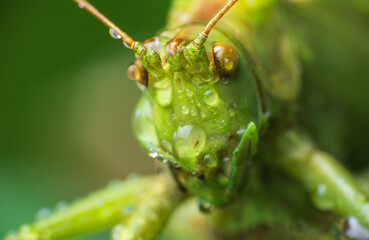 Wall Mural - Macro photo of grasshopper head with dewdrops. Animal background